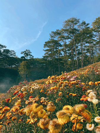 Champ d’immortelles à Dalat