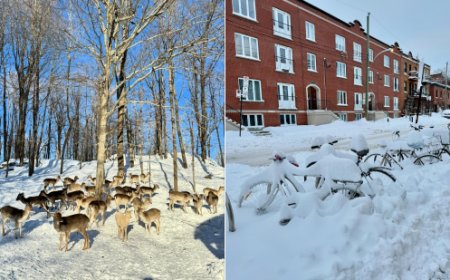 En ville ou à la campagne, la neige ! Ha est tombée en amour de toute cette beauté !